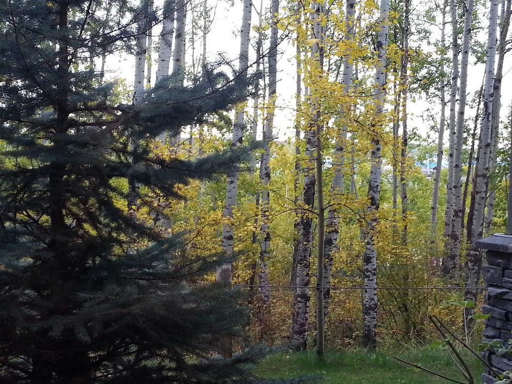 YYC Pinnacle Inn & Suites Aspen מראה חיצוני תמונה